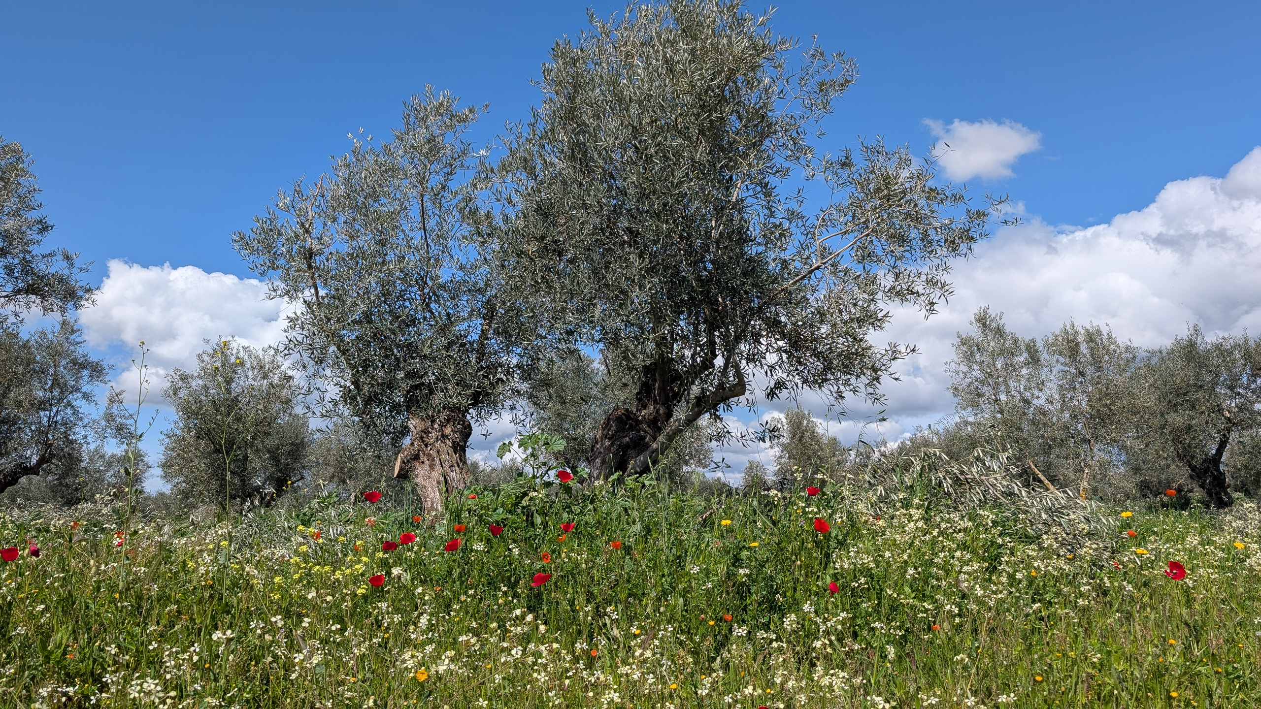 Roter Mohn unter alten Olivenbäumen